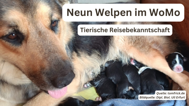 Reisebekanntschaft mit einer Tierfamilie – 9 Welpen im Wohnmobil